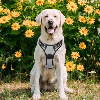 Adjustable Dog Collars Harness Leash