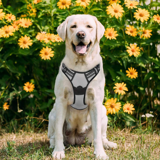 Adjustable Dog Collars Harness Leash